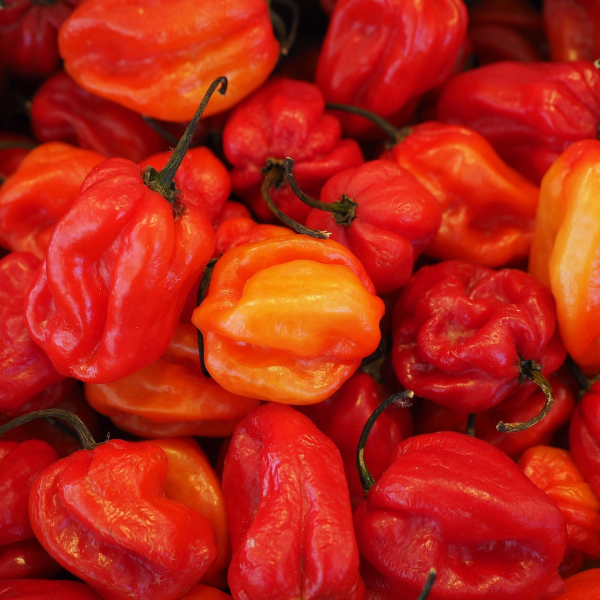 Habanero Organic EVOO