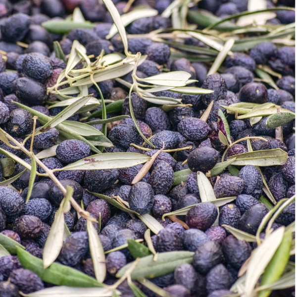 ITALIAN CORATINA PREMIUM ORGANIC EVOO