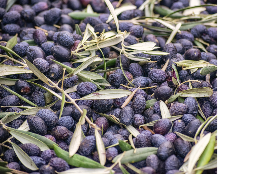ITALIAN CORATINA PREMIUM ORGANIC EVOO